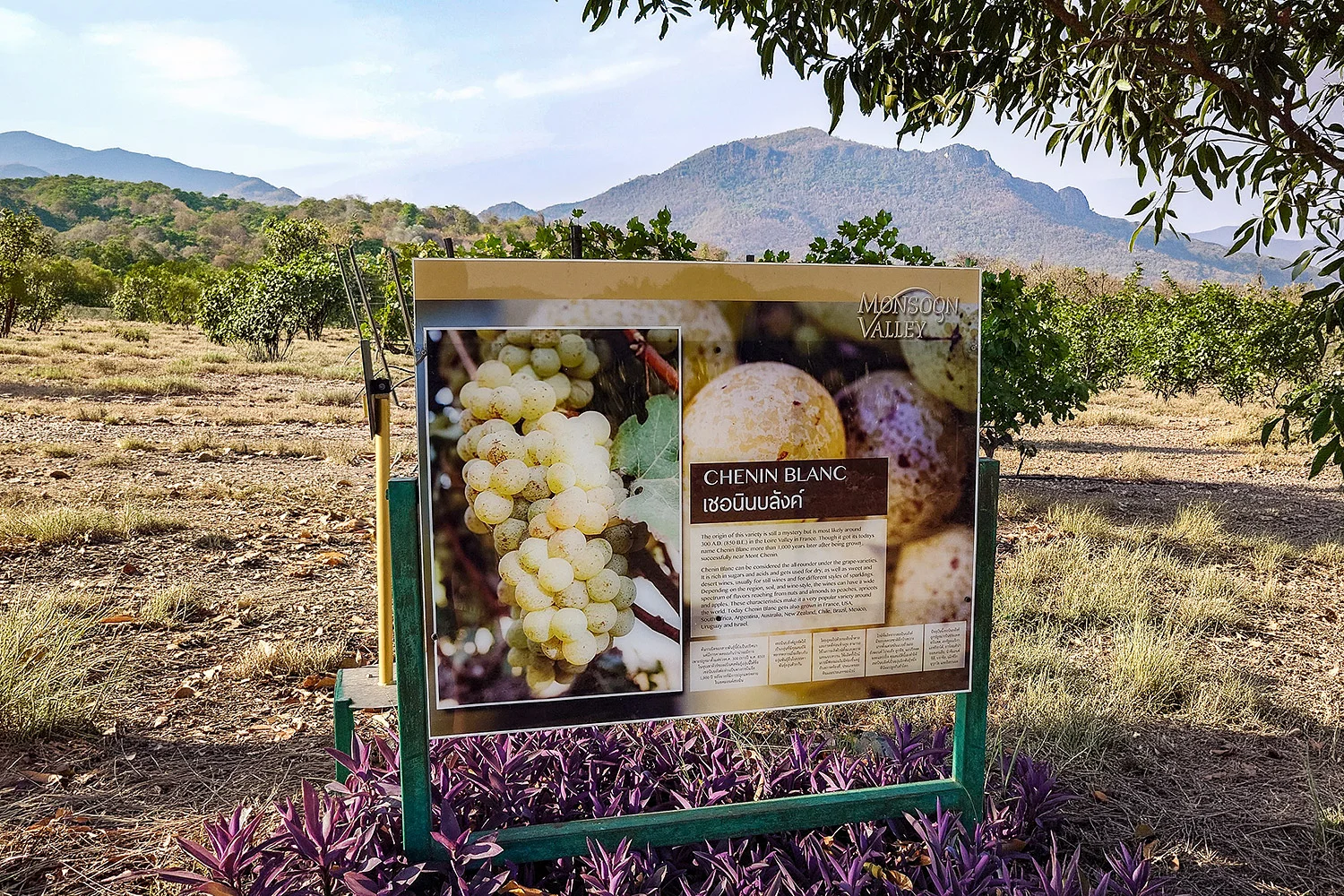 chenin-blanc-monsoon-valley