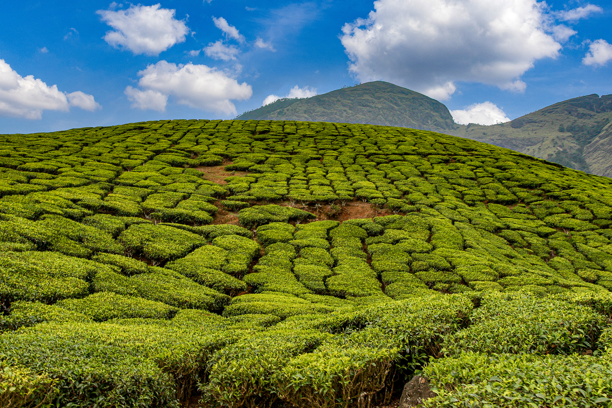 Tea Land, Munnar, Kerala, Indien